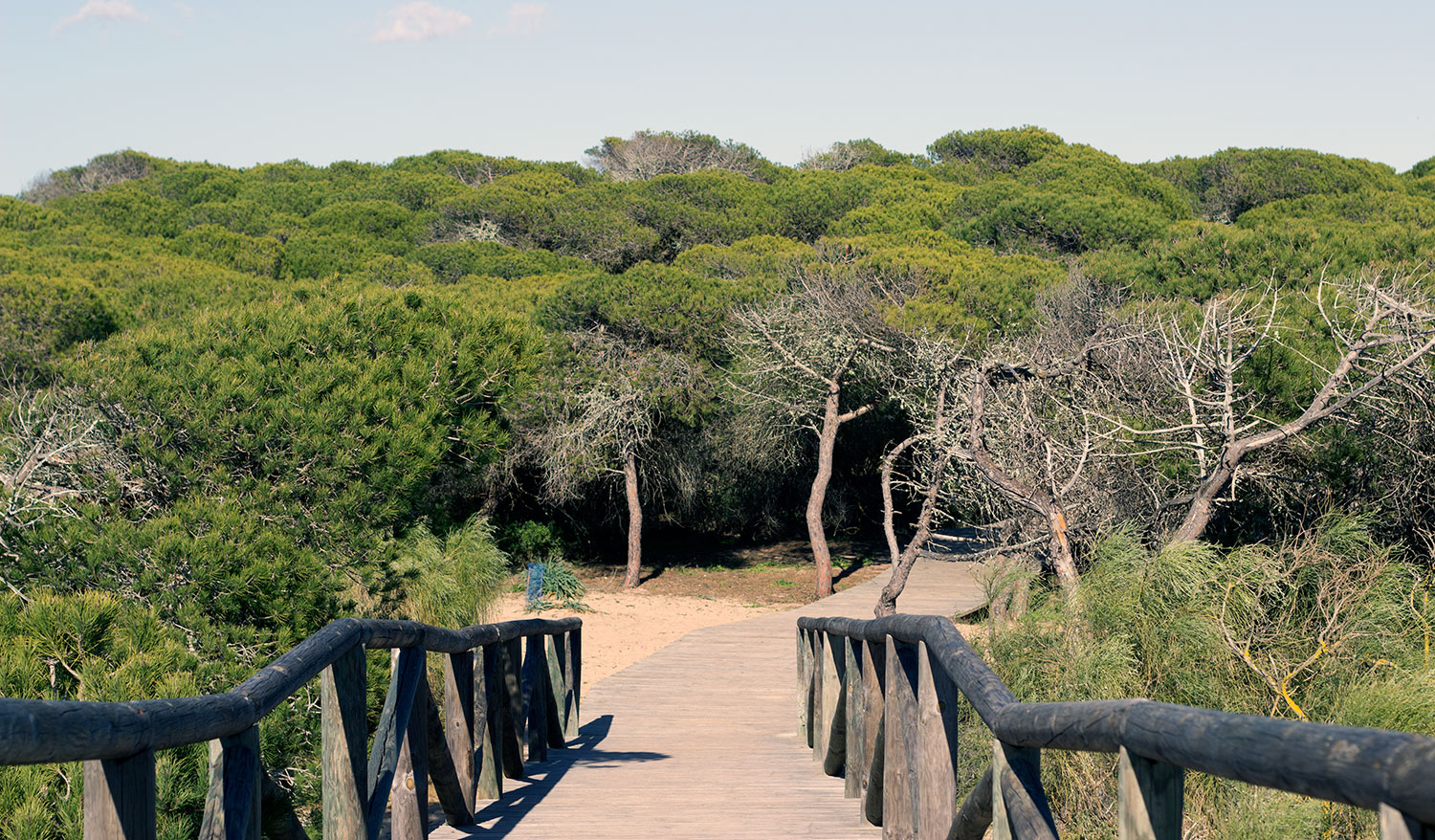 Pinares de la Almadraba Rota