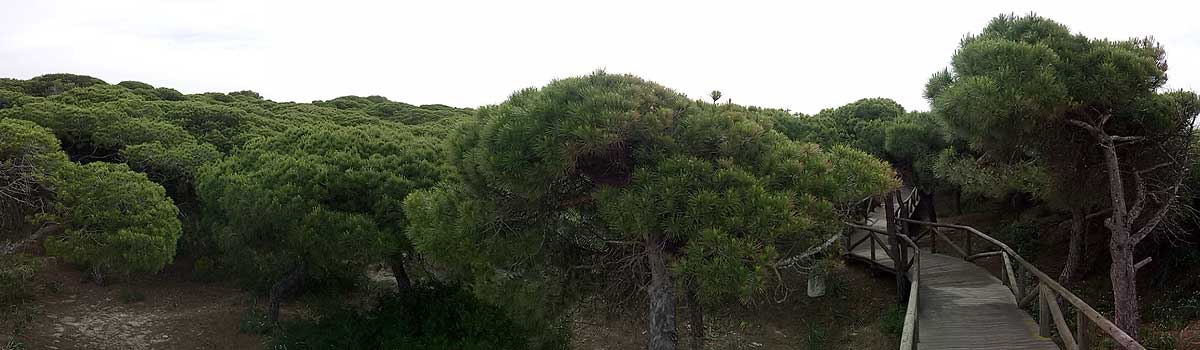 El placer de pasearr por el caminito de los pinos de Rota