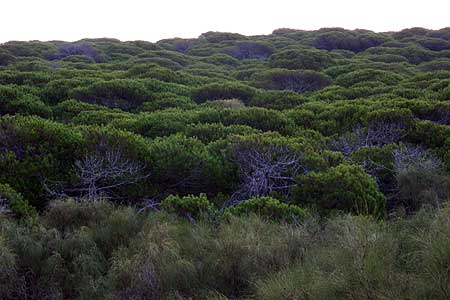 Parque Natural de la Almadraba