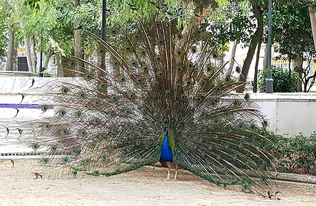 Parque El Mayeto