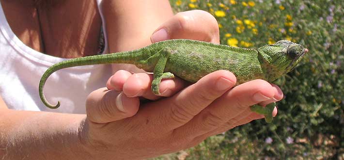 Camaleón común (chamaeleo chamaeleon) en la huerta roteña