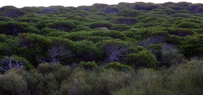 Pinares de Rota. En la zona inferior, retamal