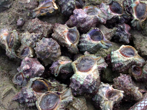 «Cañailla», Cañadilla basta, caracola, cañadilla de piedra, cañadilla de porreo - Hexaplex trunculus - Corrales de Rota - 2003 (Foto: A. M. Arias)