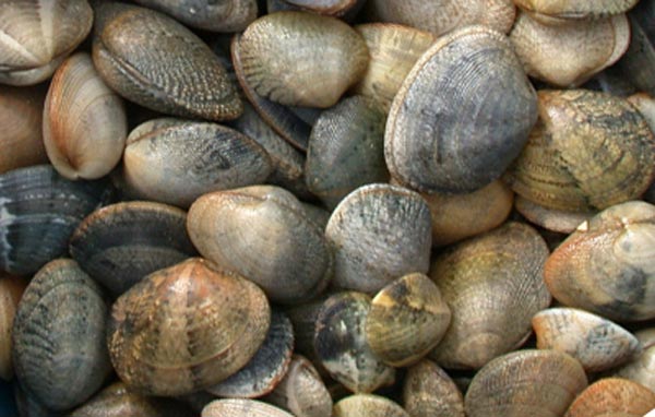 Ruditapes decussatus - Almeja fina o de carril - Corrales de Rota - 2001 (Foto: A. M. Arias)