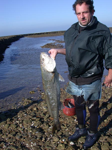 Corvina, pardilleja - Argyrosomus regius  - Corrales de Rota - 2002 (Foto: A. M. Arias)