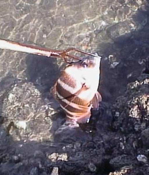 Urta holandesa, urta negra, sargo burgo, urta cagalona - Diplodus cervinus cervinus - Corrales de Rota - 2001 (Foto: A. M. Arias)