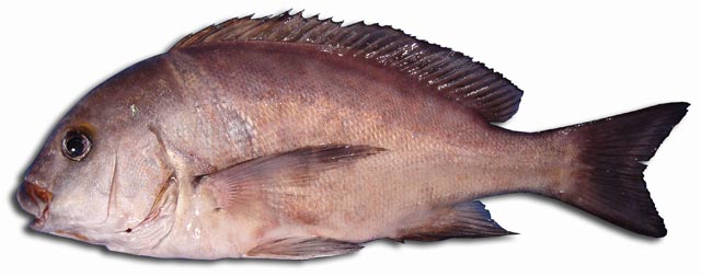 Borriquete, burro - Plectorhinchus mediterraneus - Bahía de Cádiz - 2006 (Foto: A. M. Arias)