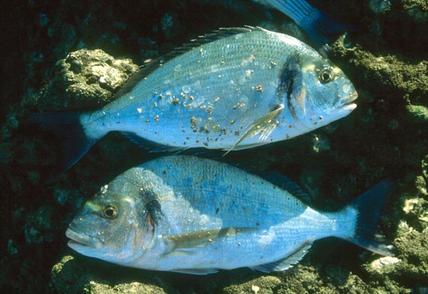 Dorada, zapatilla, dorá - Sparus aurata - Corrales de Rota - 2001 (Foto: A. M. Arias)